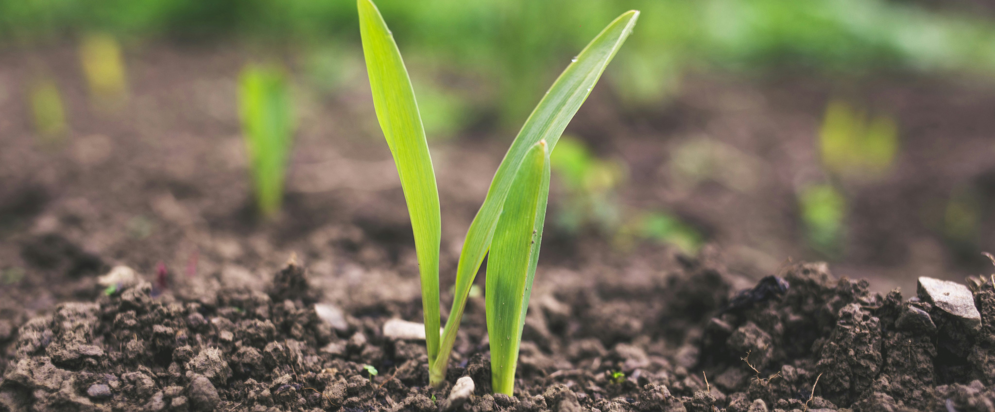 占星術師「松下らん子」プロフィール
